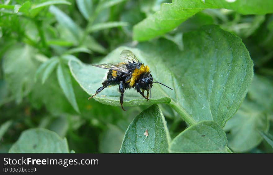 Bumblebee at the morning after the rain.