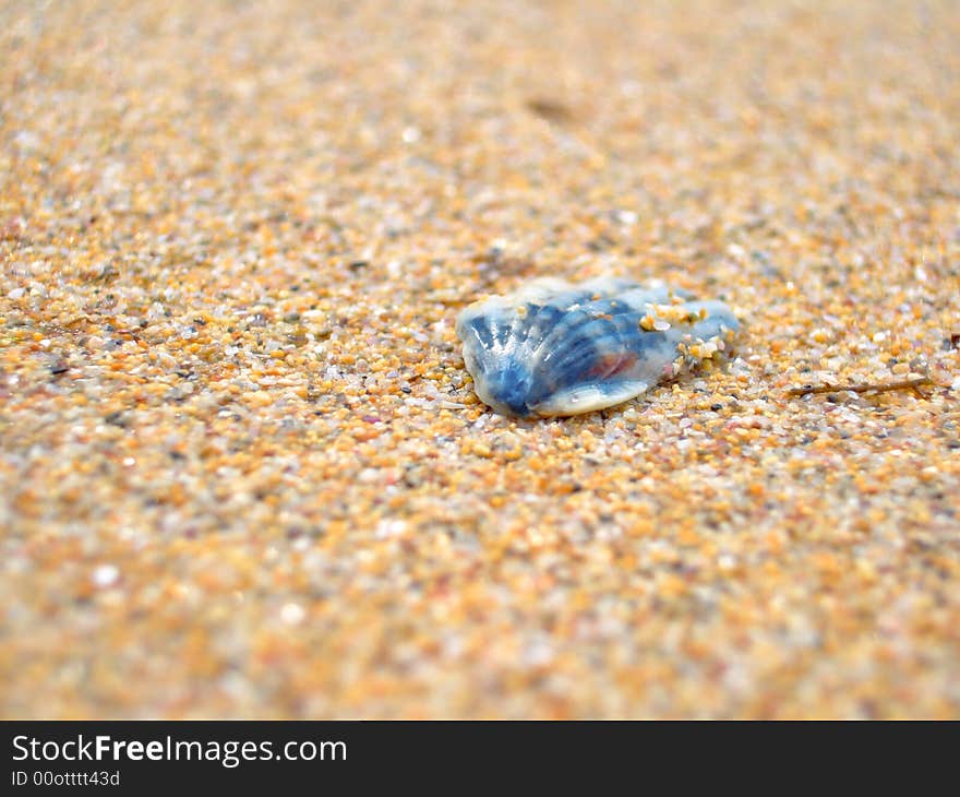 Marine Cockleshell Sand sea mollusk travel beach