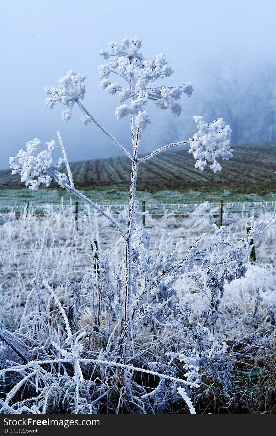 A icy flower in a winter landscape. A icy flower in a winter landscape