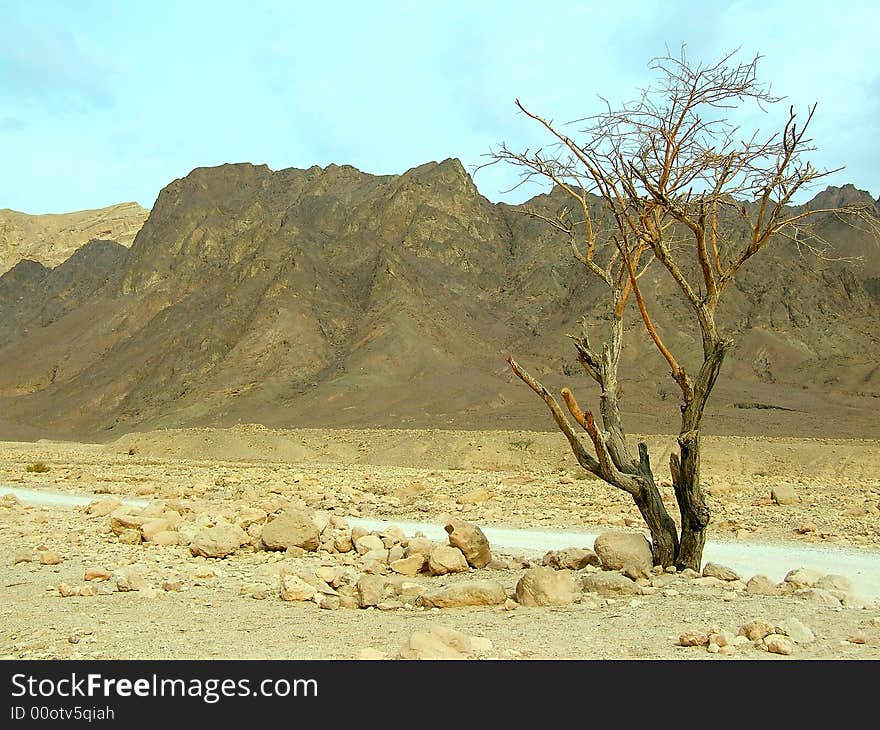 Tree in desert Arava