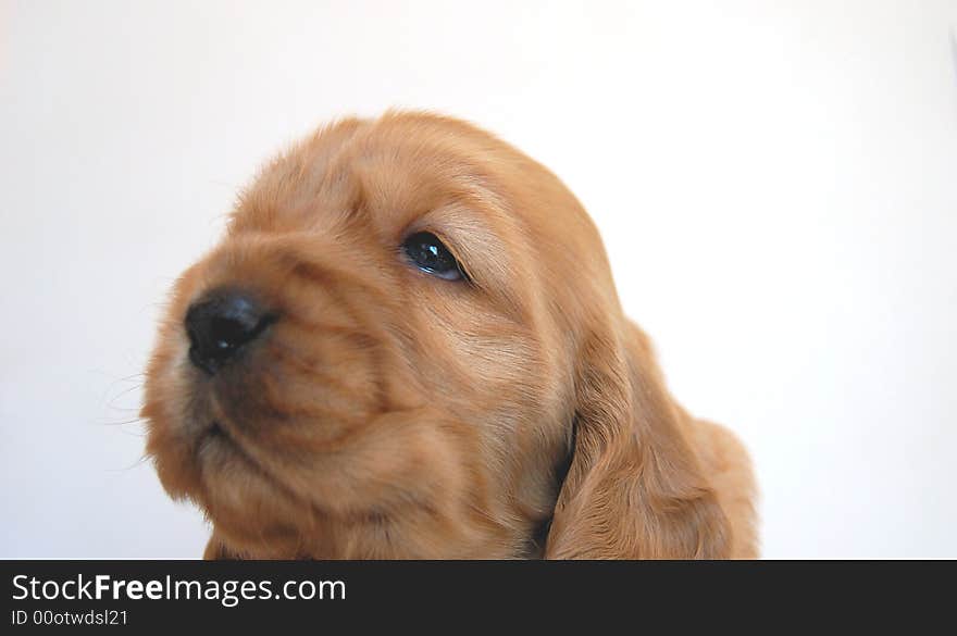 A nice puppy's muzzle.
The dog is a female cocker spaniel one month old. A nice puppy's muzzle.
The dog is a female cocker spaniel one month old.