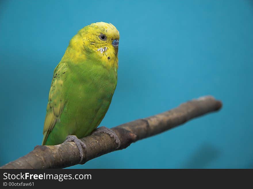 Parakeet, blue background, birch tree