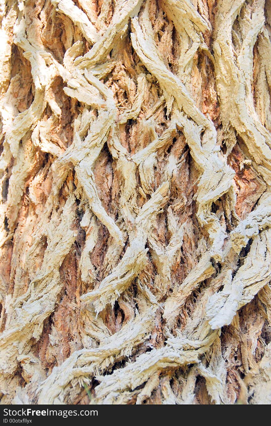 Bark Of An Old Tree