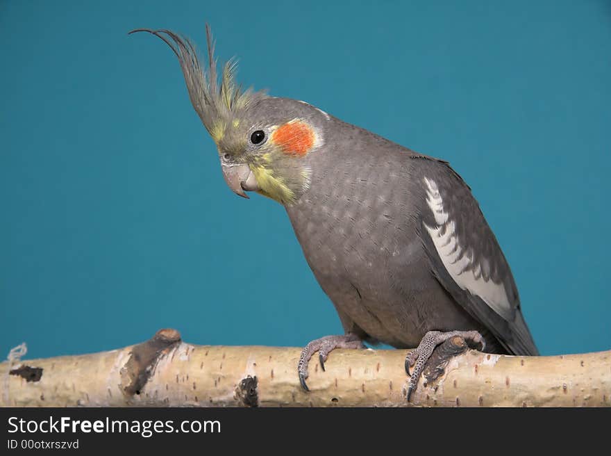 Cockatiel, blue background, birch tree