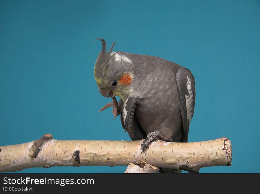 Cockatiel, blue background, birch tree