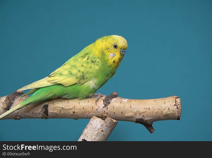 Parakeet, blue background, birch tree