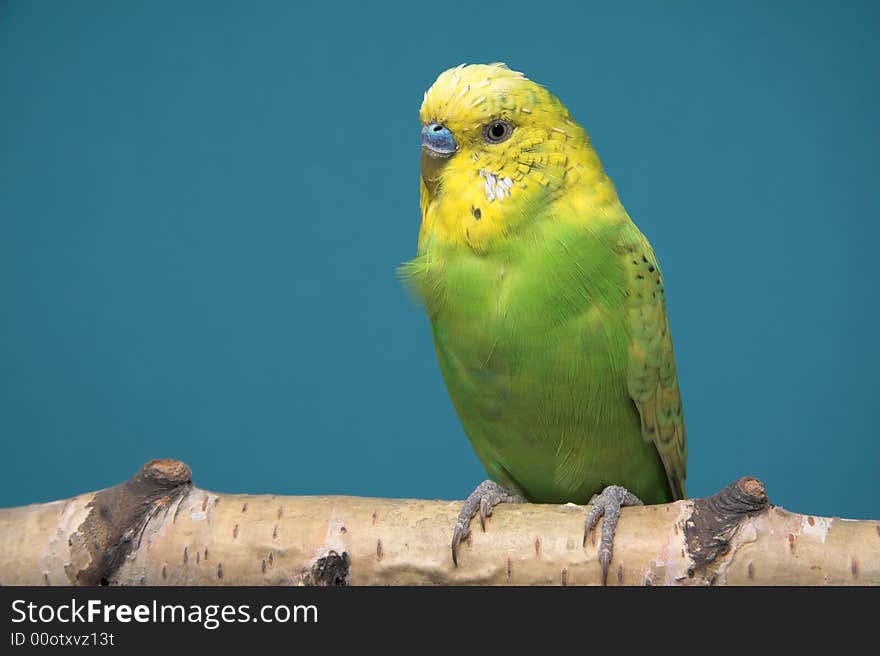 Parakeet, blue background, birch tree