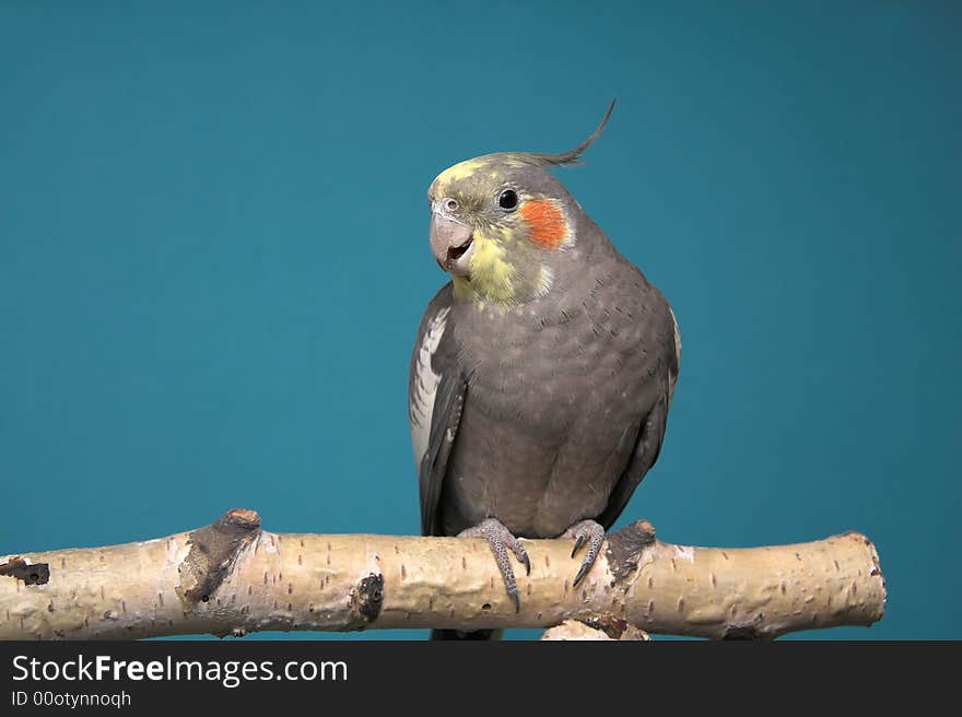 Cockatiel, blue background, birch tree