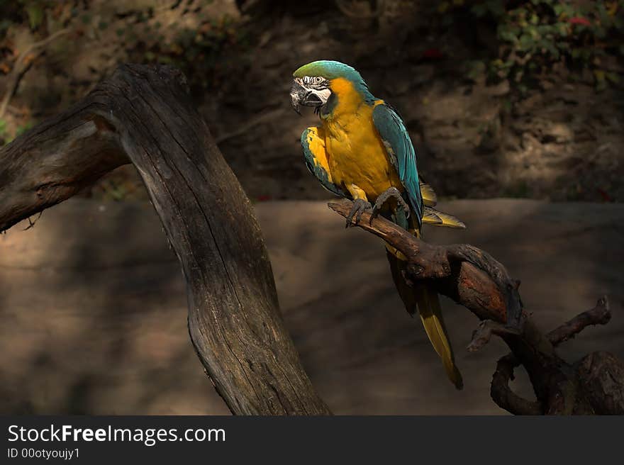 Ara Ararauna from Czech ZOO