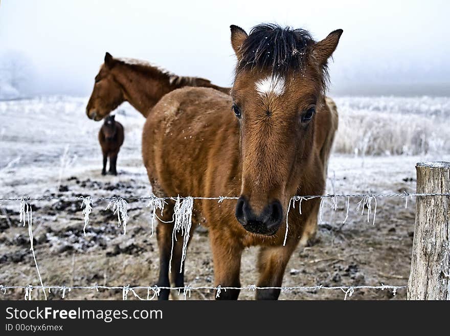 Winter landscape three horses in the snow