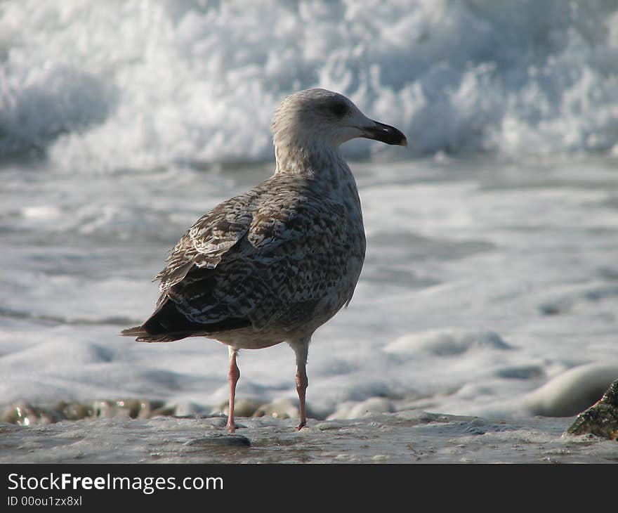 Surfing Seagull-Ready To Ride