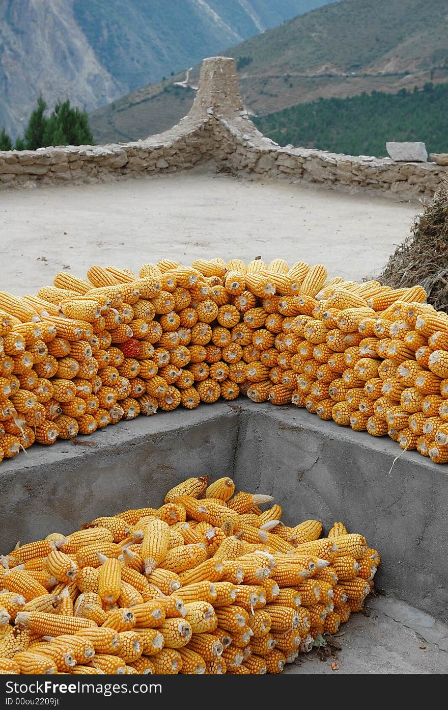 A lot of corns are cumulated on a roof. A lot of corns are cumulated on a roof.