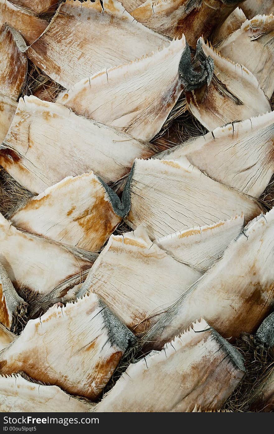 Close-up of the trunk on a palm tree that has been trimmed. Close-up of the trunk on a palm tree that has been trimmed.