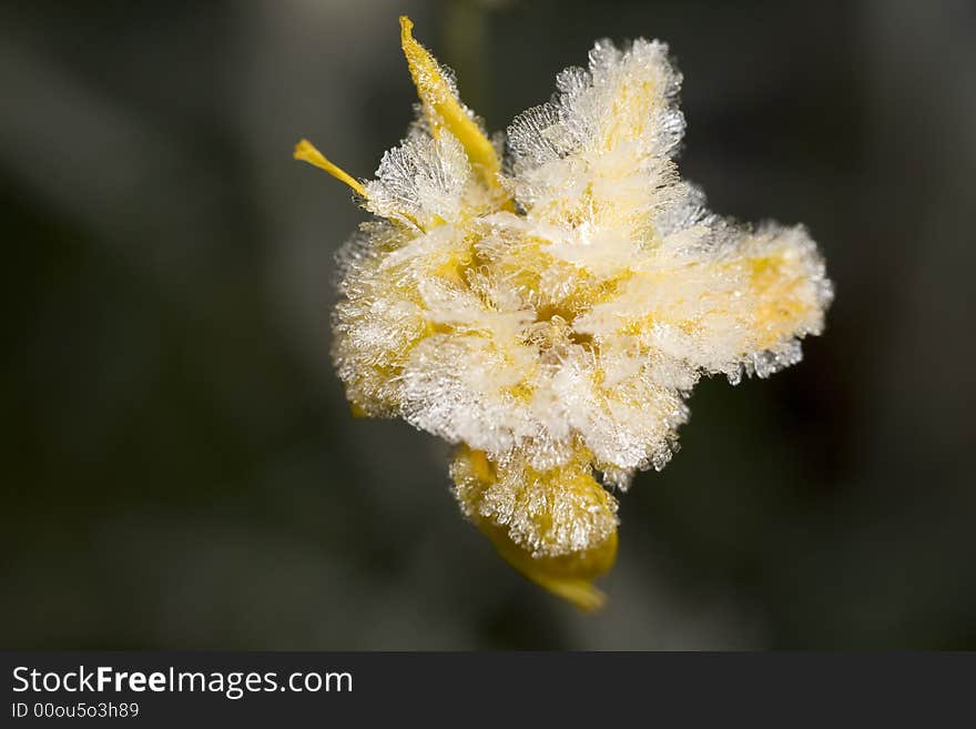 Yellow flower covered with frost