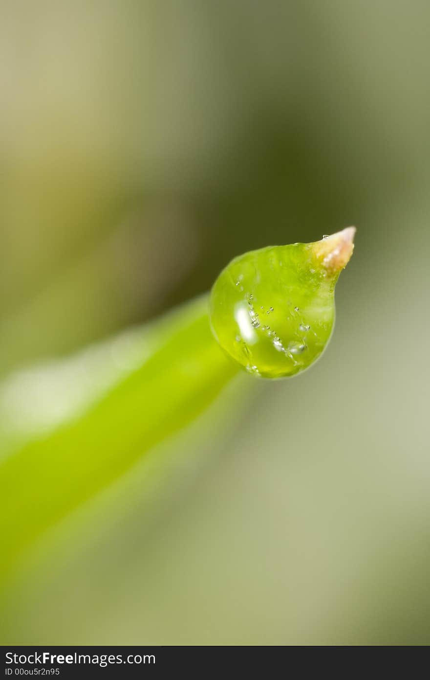 Closeup of a frozen drew drop