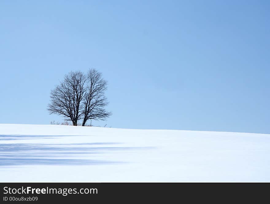 Lonely tree and ice desert, Russia. Lonely tree and ice desert, Russia