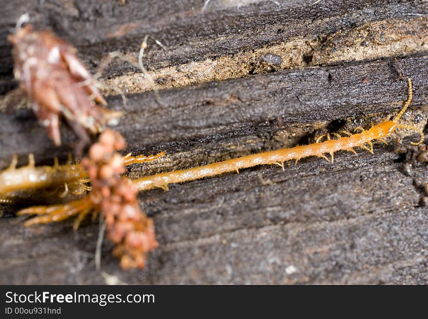 Closeup of a garden centipede