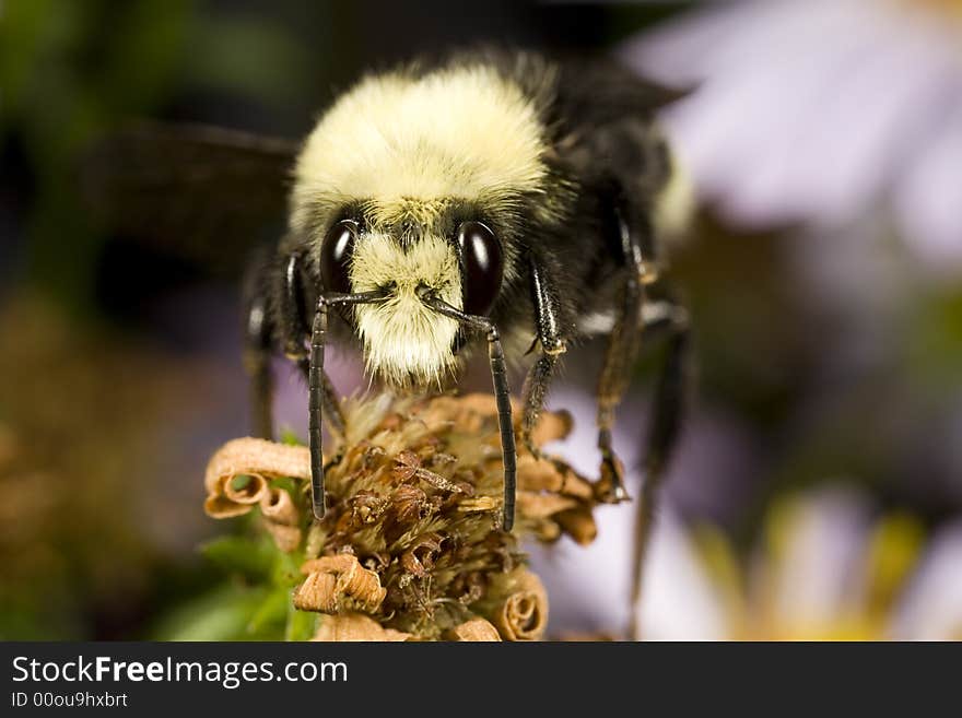 Closeup of a bumblebee perched on a flower