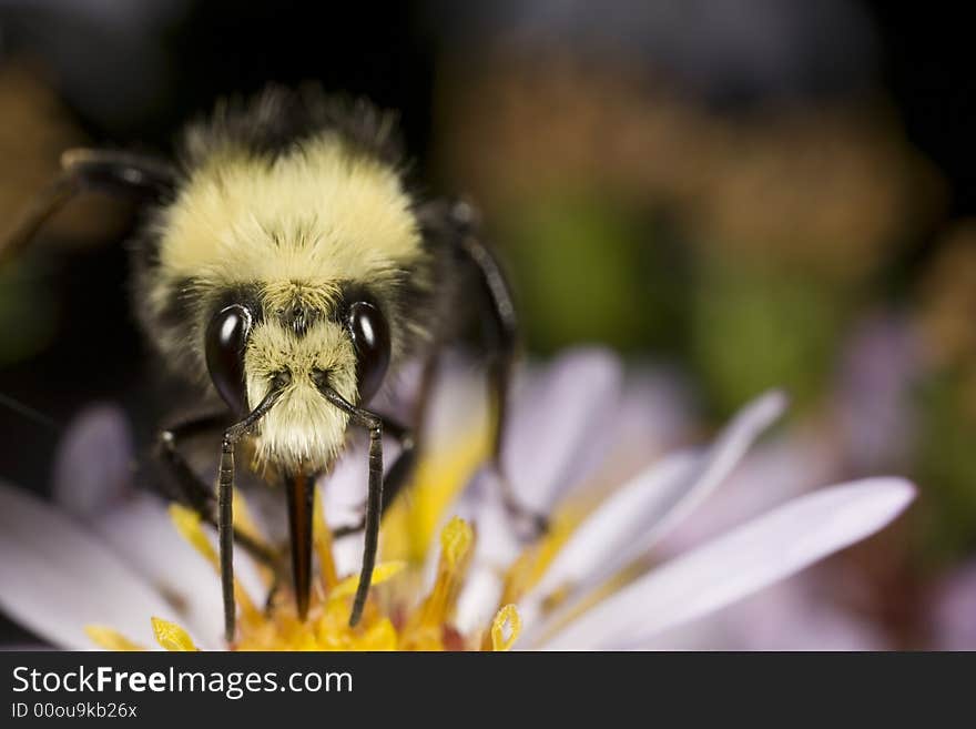 Bumblebee licking pollen