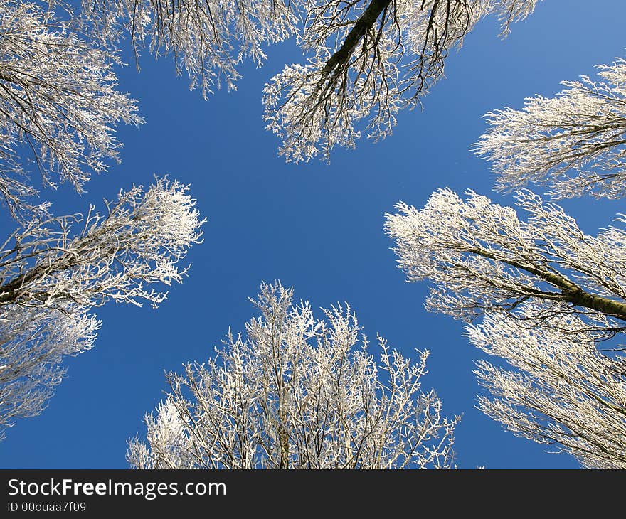 Picture of hoar frosted trees against a blue sky. Picture of hoar frosted trees against a blue sky