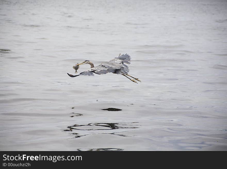 Great blue heron flying with caught fish. Great blue heron flying with caught fish