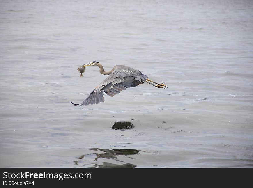 Great blue heron flying with newly caught fish. Great blue heron flying with newly caught fish