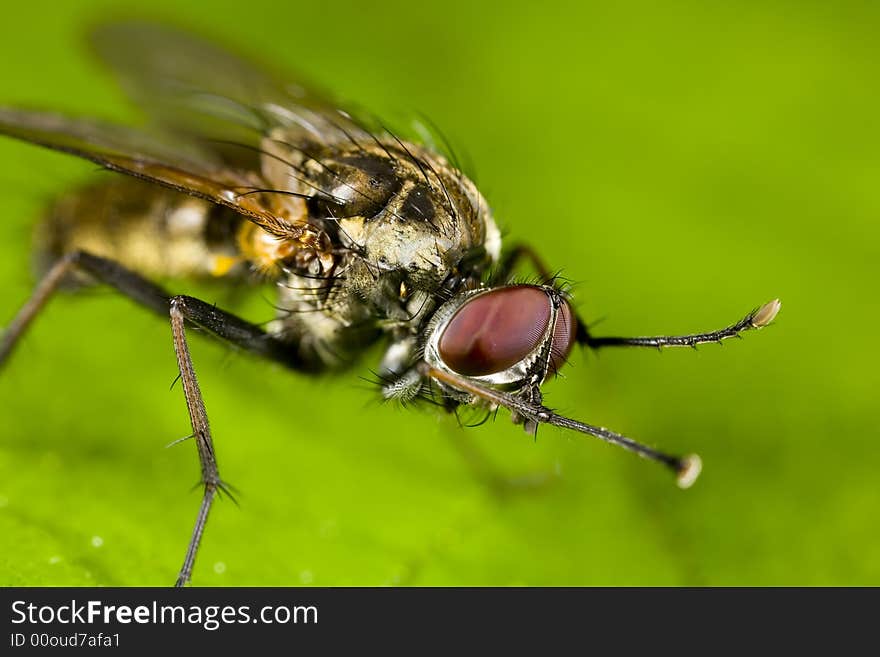 Portrait of a fly scratching itself