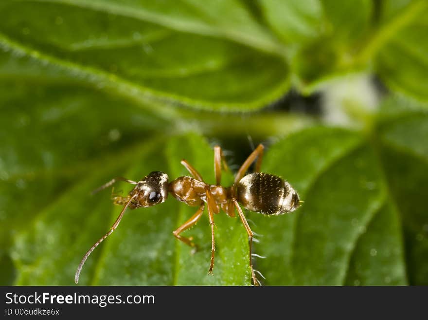 Red ant perched on leaf