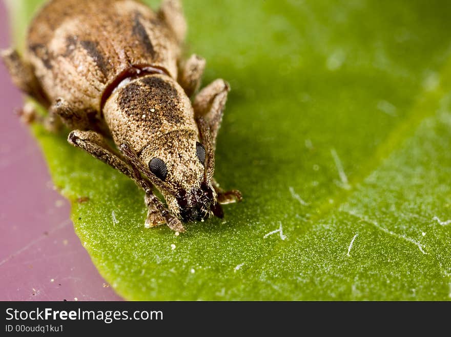 Closeup of weevil resting on leaf