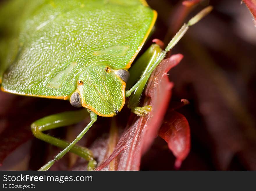 Closeup of green stink bug