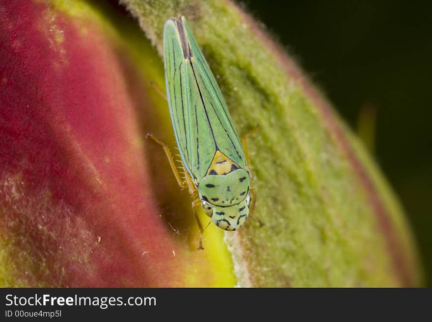 Closeup Of Leafhopper