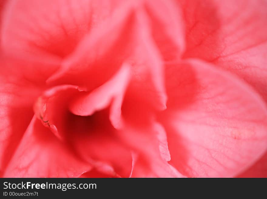 Abstract camelia up close