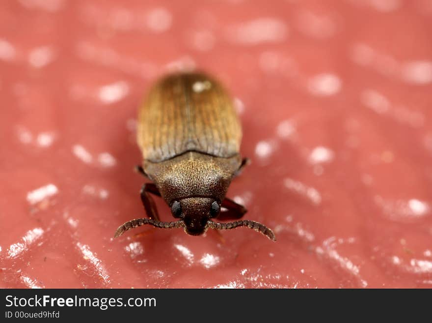 Closeup of a weevil