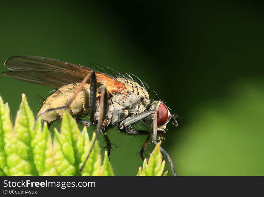 Closeup Of A Garden Fly