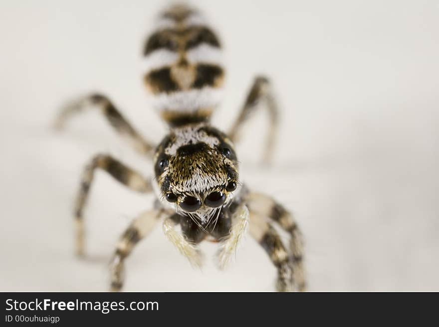 Closeup of a jumping spider