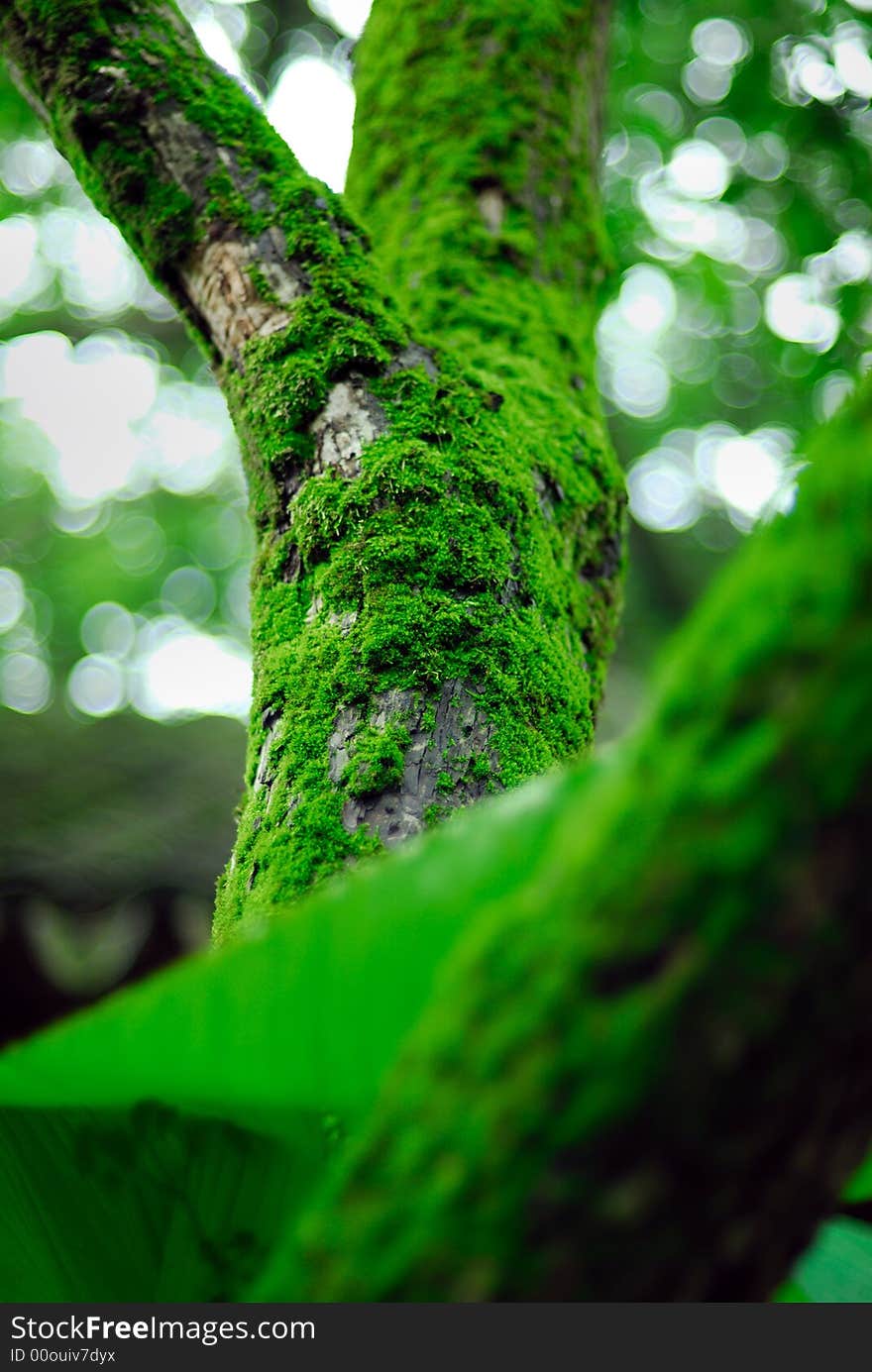 Green is the color when I saw this old tree after raining. Green is the color when I saw this old tree after raining