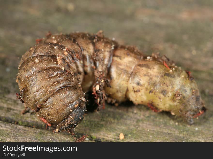 Garden caterpillar