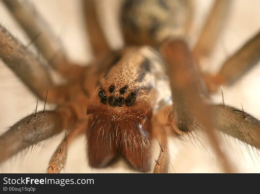 Movie monster (portrait of wolf spider)