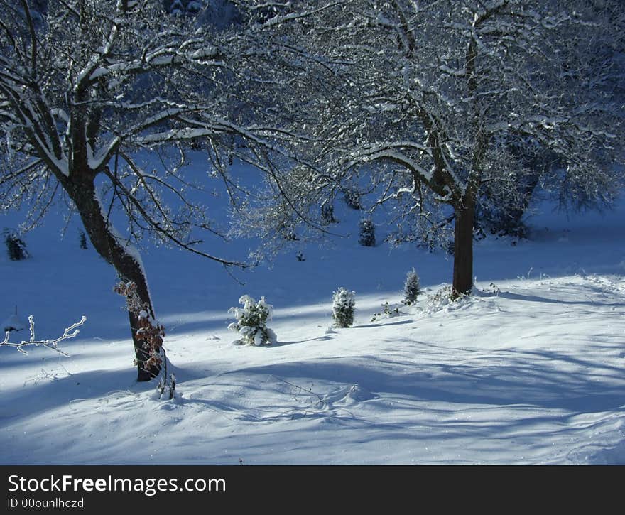 Two biger trees and some small ones in mountain under snow. Two biger trees and some small ones in mountain under snow