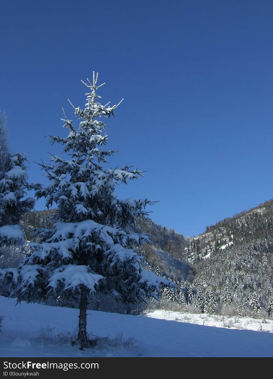 One pine tree in front and distanced mountain scenery in back. One pine tree in front and distanced mountain scenery in back