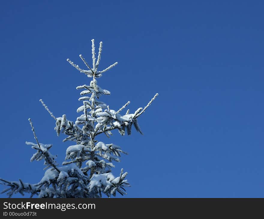 Pine tree top under the blue sky in winter time. Pine tree top under the blue sky in winter time