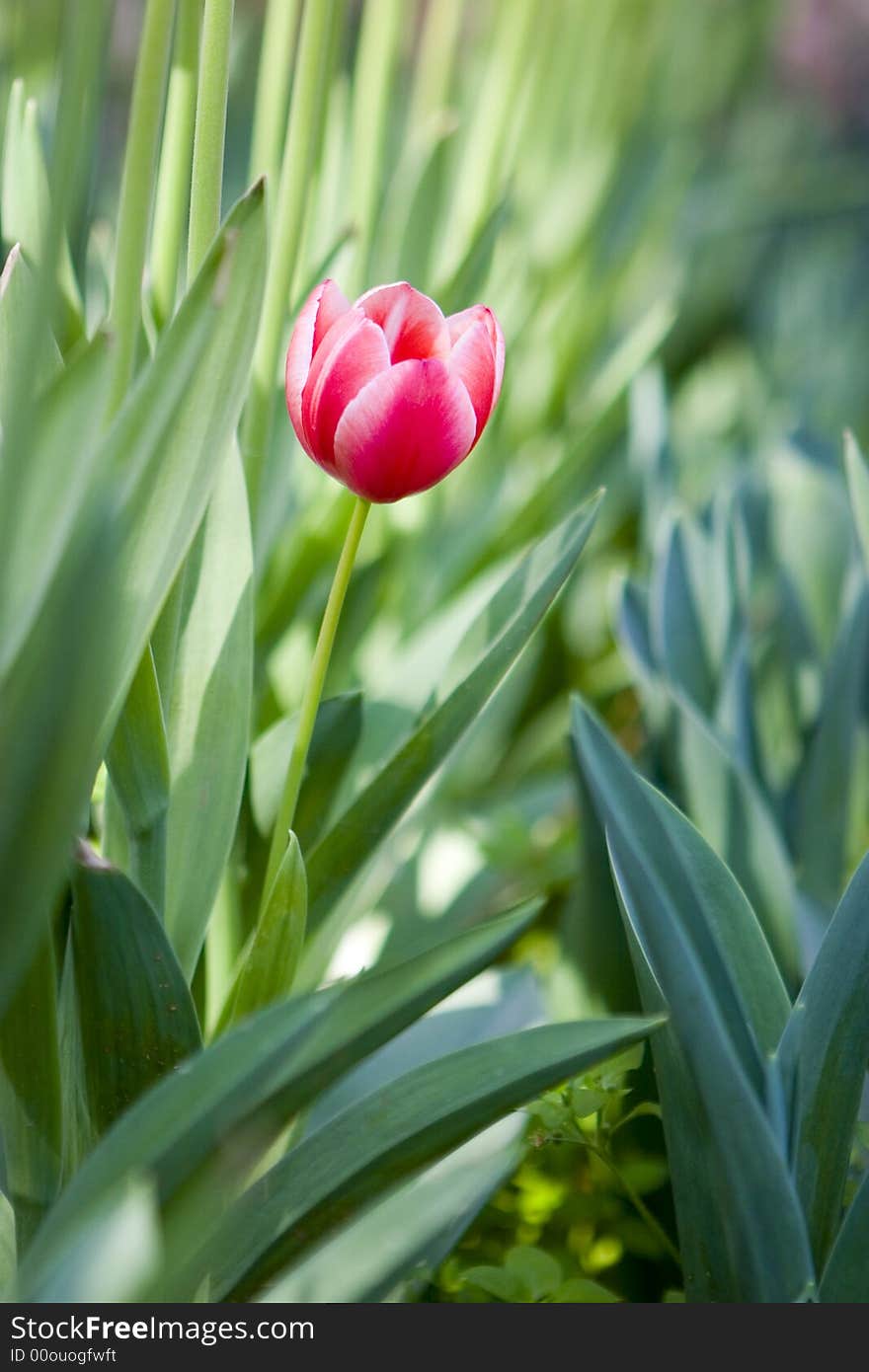 The close-up of  tulip with blurred backgrounds. The close-up of  tulip with blurred backgrounds