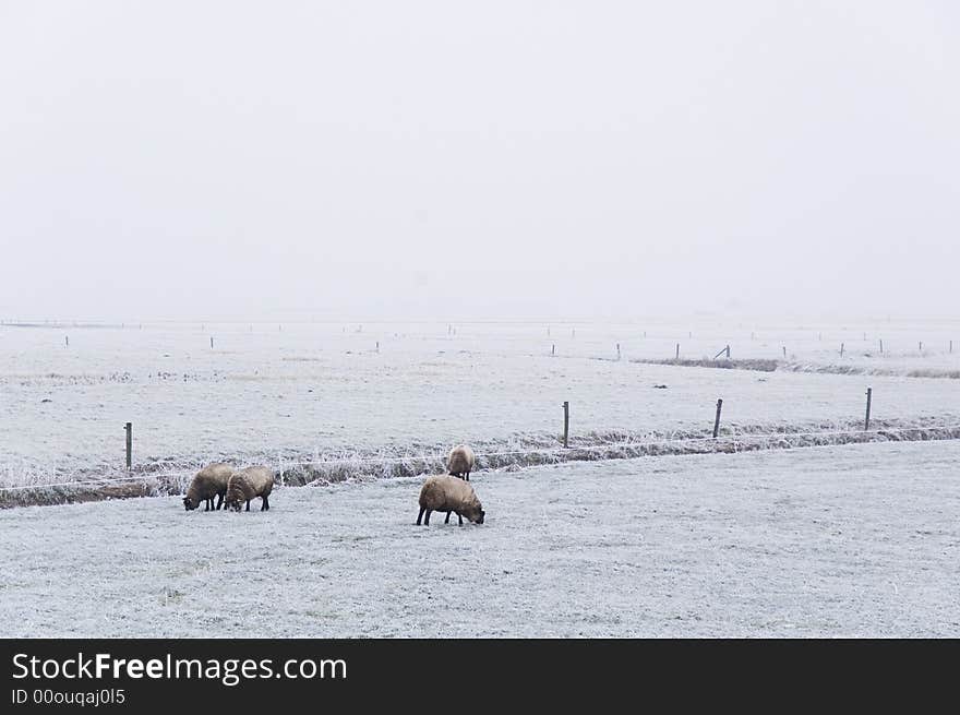 Winter Scene