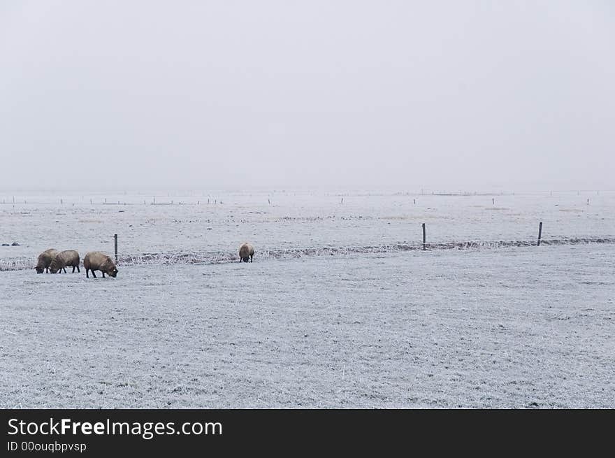 Winter Scene