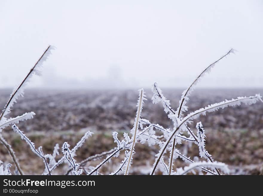 Winter Scene