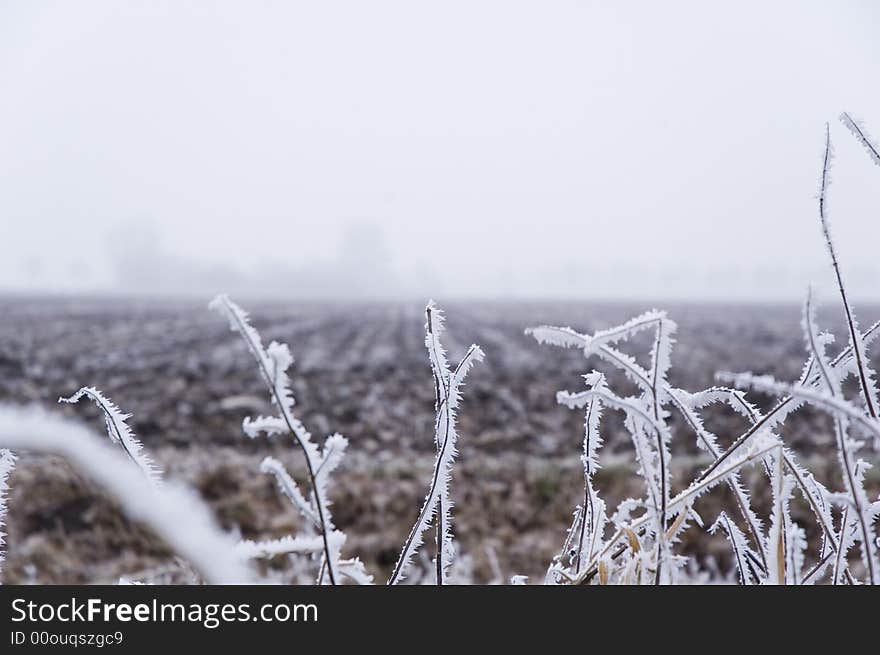 Winter Scene