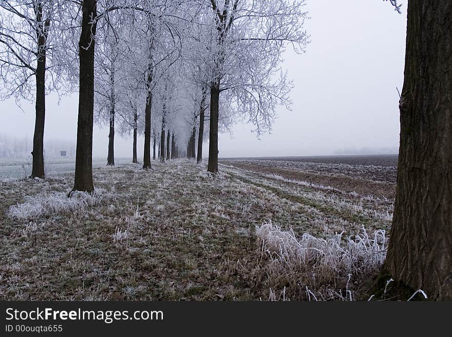 Winter Scene