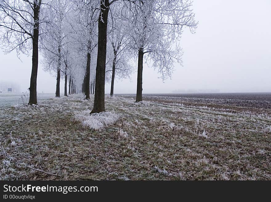 Winter Scene