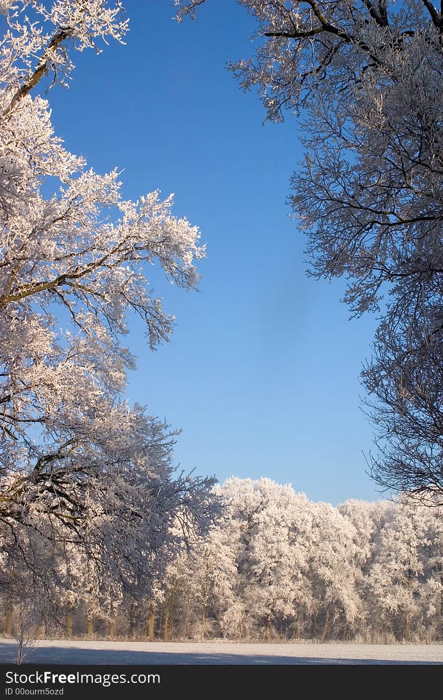 Winter trees