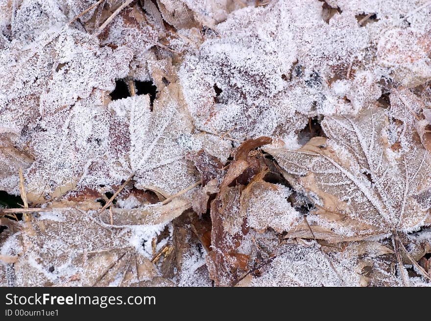 Fallen leafs covered with a thin layer of snow. Fallen leafs covered with a thin layer of snow